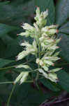 Ohio buckeye